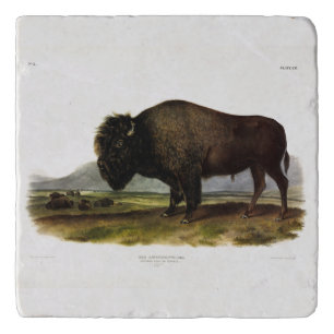 American Bison, or Buffalo (Bison bison) - Audubon Trivet