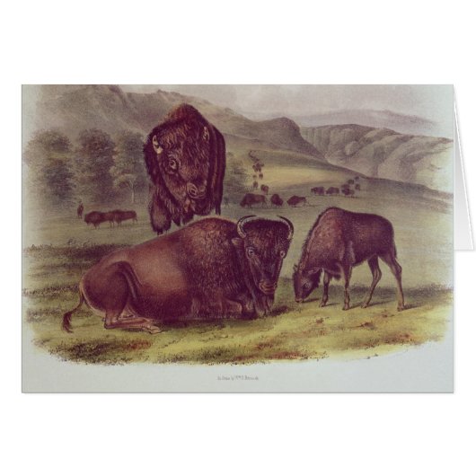 American Bison or Buffalo Cards (Front Horizontal)