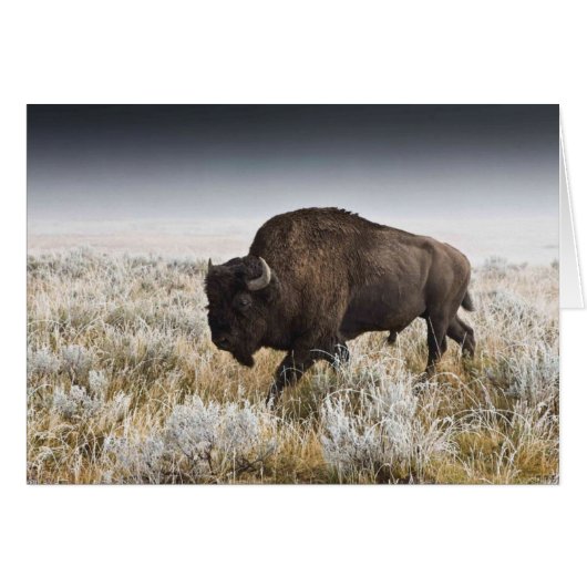 American Bison or Buffalo Cards (Front Horizontal)