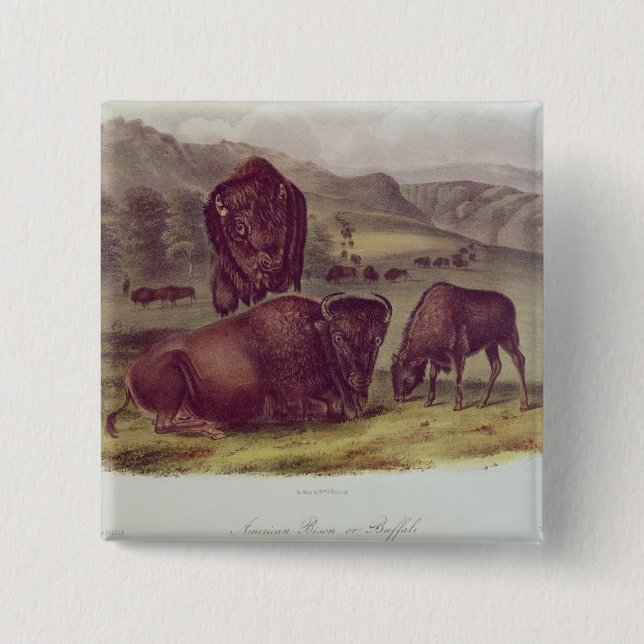 American Bison or Buffalo Pinback Button (Front)