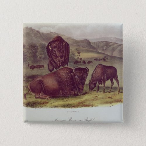 American Bison or Buffalo Pinback Button