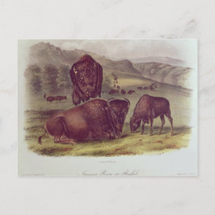 American Bison or Buffalo Postcard