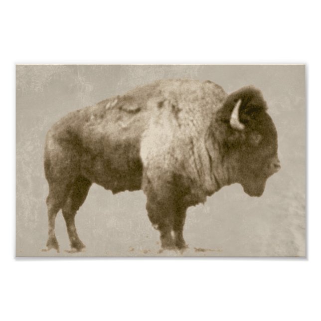 American Bison Photo Print (Front)