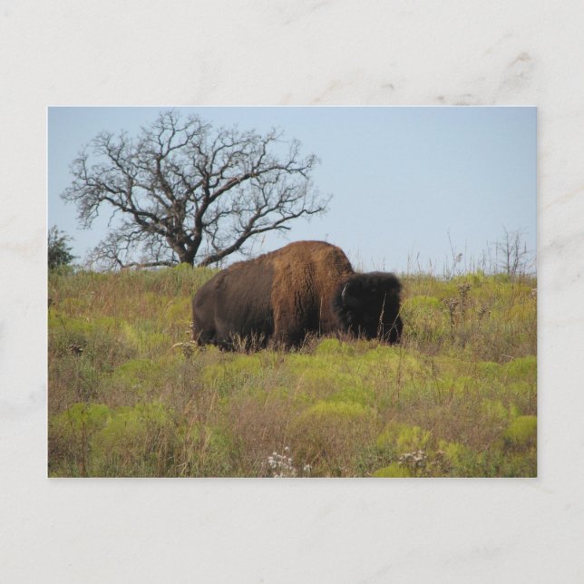 American Bison Postcard (Front)