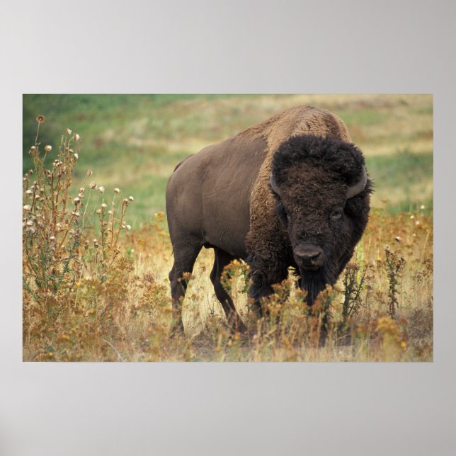 American Bison Poster (Front)