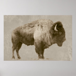 American Bison Poster