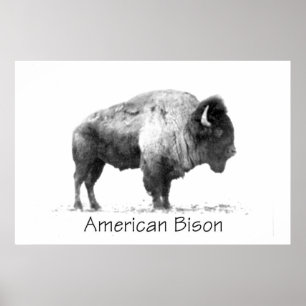 American Bison Poster