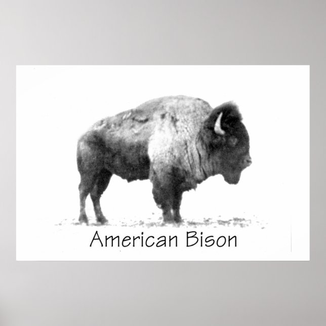 American Bison Poster (Front)