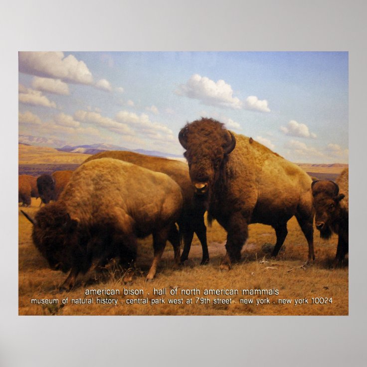 American Bison Poster | Zazzle