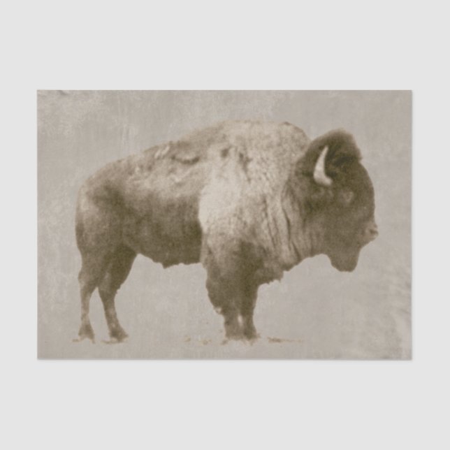 American Bison Tissue Paper (Front)
