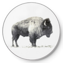 American Bison