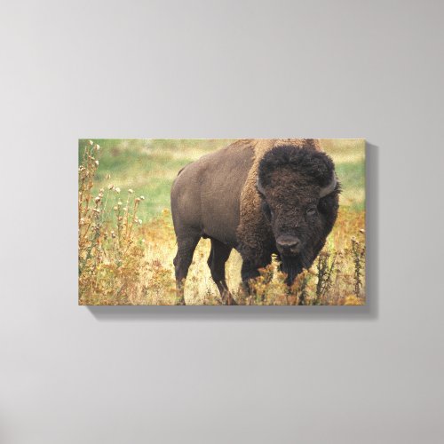 American Bison Wrapped Canvas Print