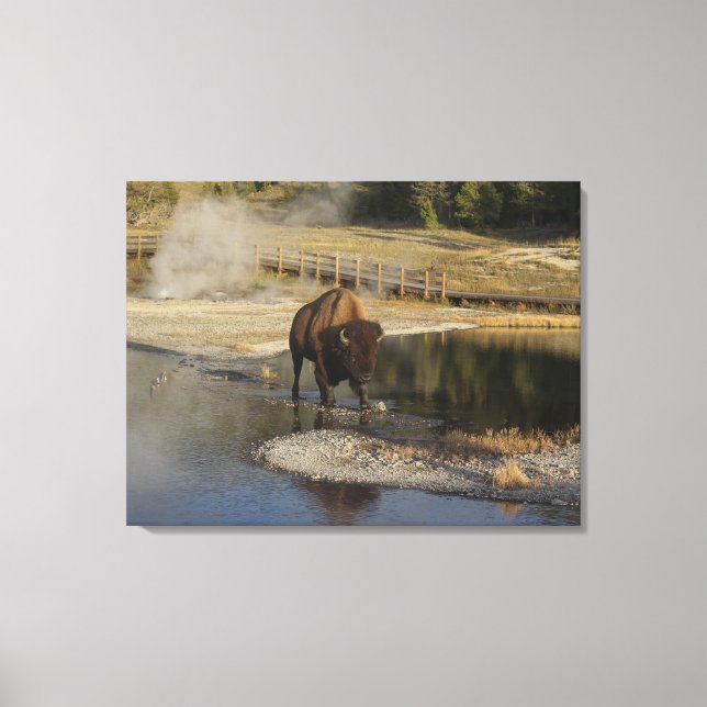 American Bison Yellowstone Wildlife Photography Canvas Print (Front)