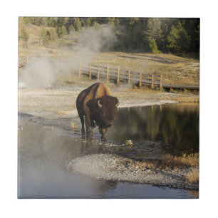American Bison Yellowstone Wildlife Photography Ceramic Tile