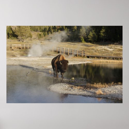 American Bison Yellowstone Wildlife Photography Poster