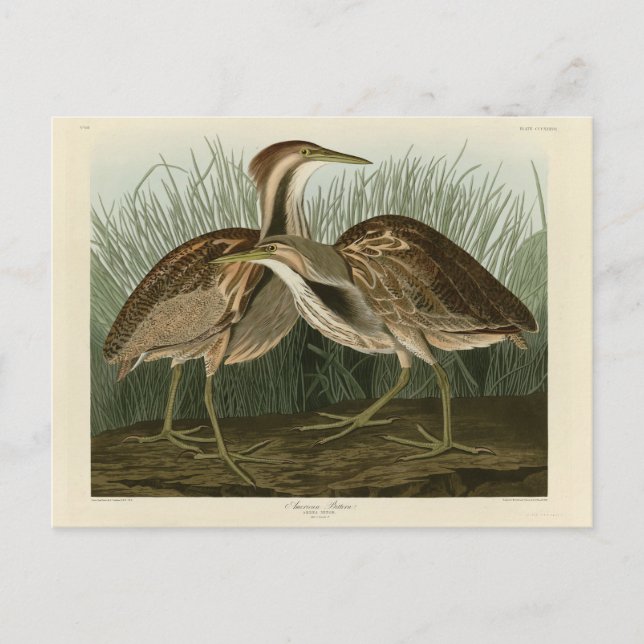 American Bittern - from Audubon's Birds of America Postcard (Front)