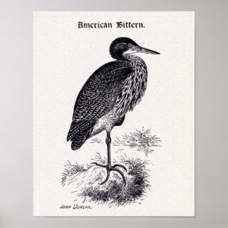 American Bittern Vintage Illustration Poster