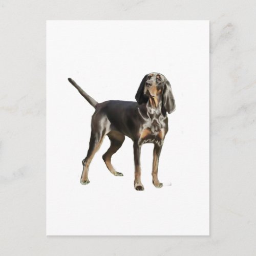 American Black and Tan Coon Hound Postcard