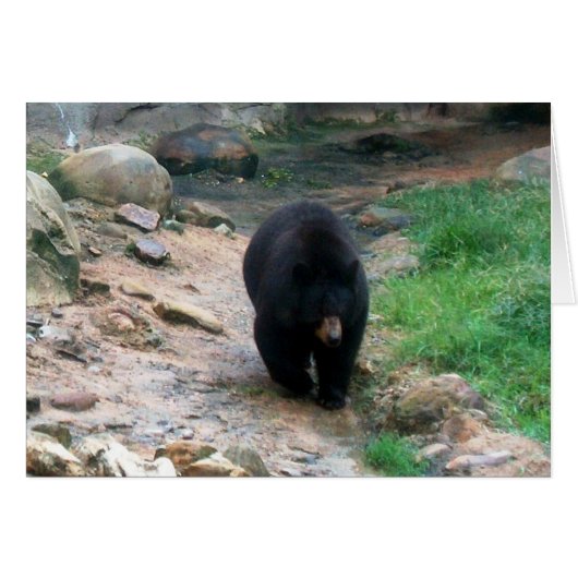 American Black Bear Cards (Front Horizontal)