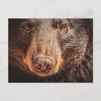 American Black Bear Closeup