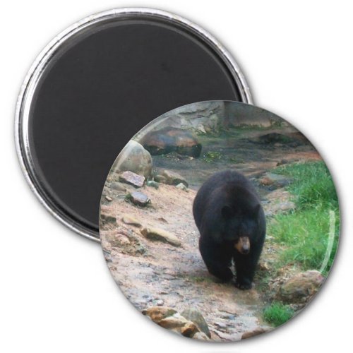 American Black Bear Magnet