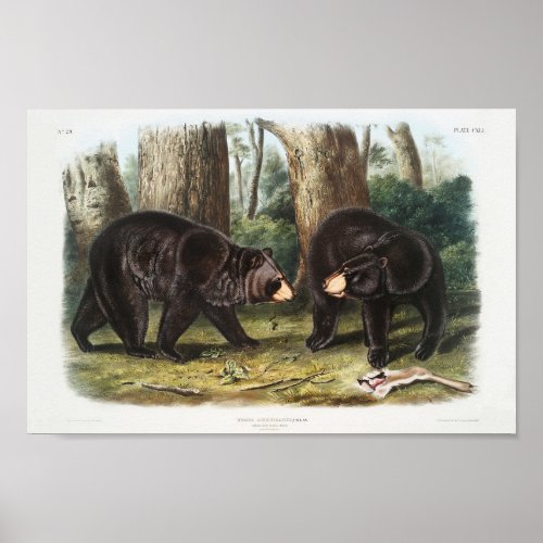 American Black Bear of North America 1845 Poster