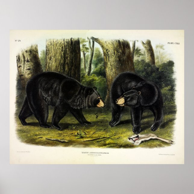 American Black Bear (Ursus Americanus) by Audubon Poster (Front)