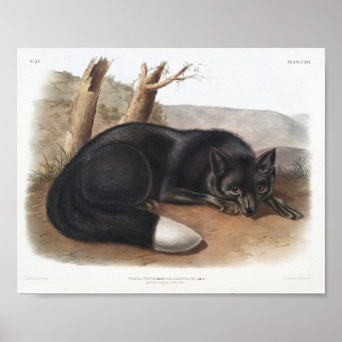 American Black or Silver Fox of North America Poster