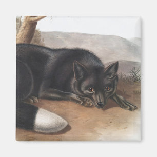 American Black or Silver Fox (Vulpes fulvus) Magnet