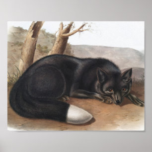 American Black or Silver Fox (Vulpes fulvus) Poster