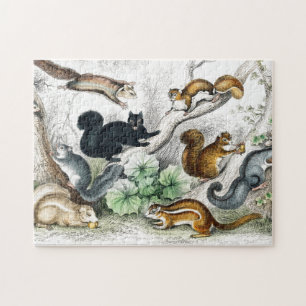 American Black Squirrel, Ariel Petaurus, Squirrel Jigsaw Puzzle