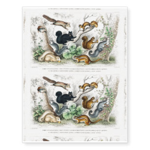 American Black Squirrel, Ariel Petaurus, Squirrel Temporary Tattoos