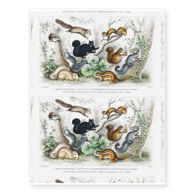 American Black Squirrel, Ariel Petaurus, Squirrel Temporary Tattoos (Front)