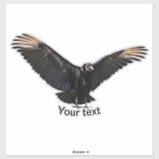 American Black Vulture