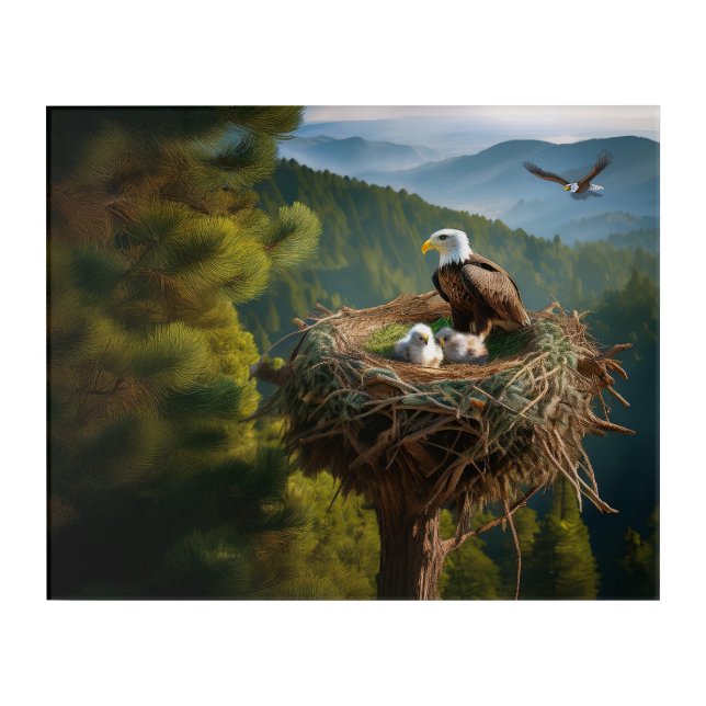 American Bold Eagle Nest On Top Of Evergreen Tree Acrylic Print (Front)