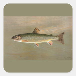 American Brook Trout Fish Vintage Illustration Square Sticker