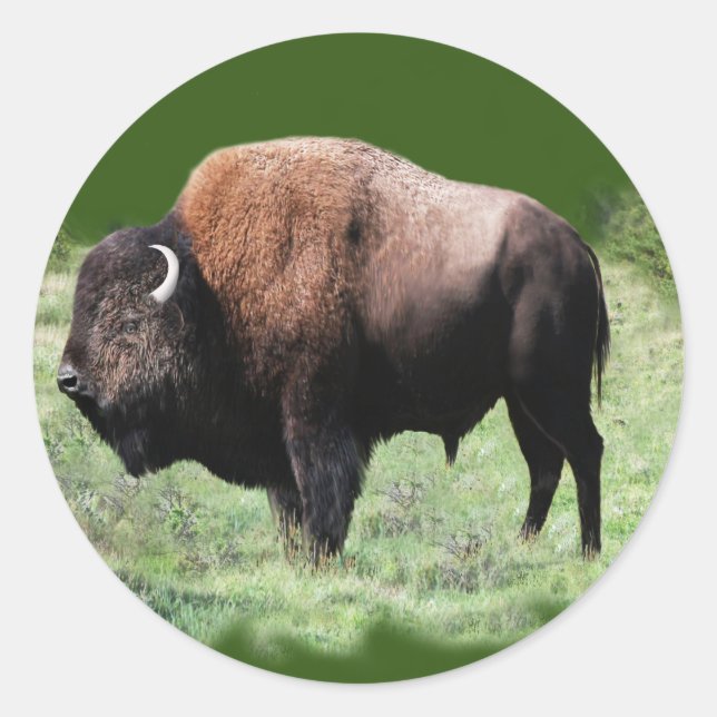 American Brown Buffalo Stickers (Front)