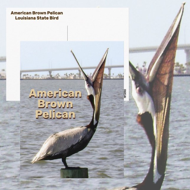 American Brown Pelican Louisiana State Bird Postcard (Creator Uploaded)