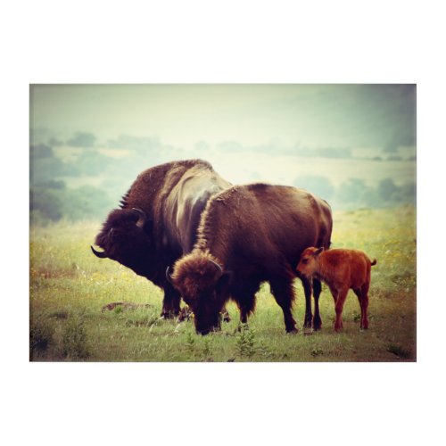 American Buffalo Bison Family  Acrylic Print