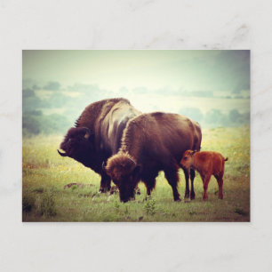 American Buffalo (Bison) Family Postcard