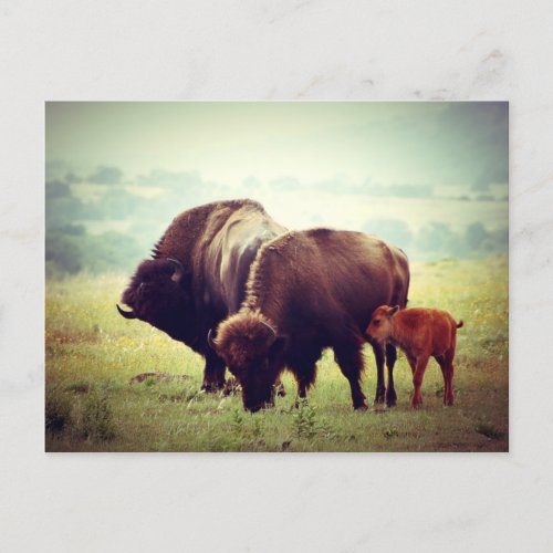 American Buffalo Bison Family Postcard