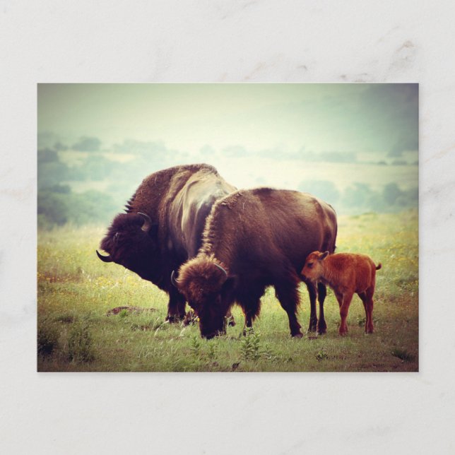 American Buffalo (Bison) Family Postcard (Front)