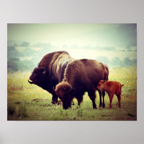 American Buffalo Bison Family Poster