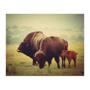 American Buffalo (Bison) Family Wood Wall Art