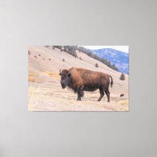 American Buffalo Bison Photograph, Yellowstone Canvas Print