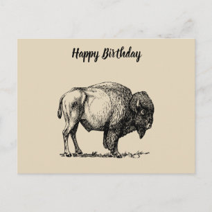 American Buffalo Bison Postcard
