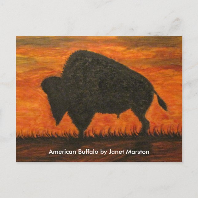 American Buffalo (Bison) Postcard (Front)