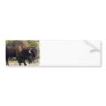 American Buffalo Bumper Sticker