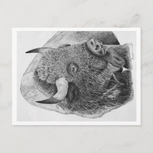 American Buffalo Holiday Postcard