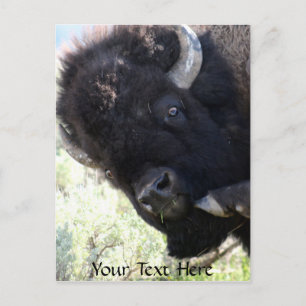 American Buffalo in Yellowstone National Park Postcard